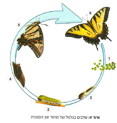 (בספר 2 תמונות)